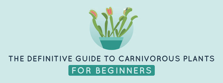 beginners guide
