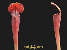 S. alata - Purple throat giant