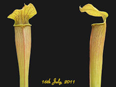 S. alata - Stocky copper lid, 