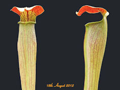 S. alata - Red throat - Texas