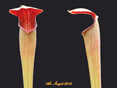 S. alata - Red Skin - Completl