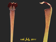 S. alata - Dark red tube -  De
