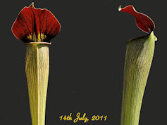 S. alata - Large maroon throat