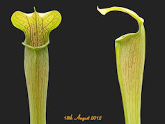 S. alata - Red - side of Highw