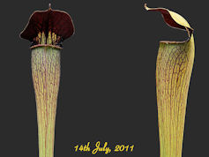 S. alata - Purple throat giant
