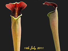 S. alata - Giant red throat - 