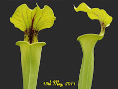 S. flava var ornata - Slack 19