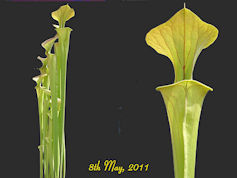 S. flava var. cuprea - Santee 