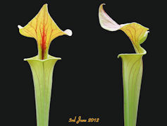 S. flava var. cuprea - Very la