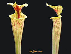 S. flava var. ornata - Honeyco
