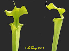 S. flava var. maxima - Very ta