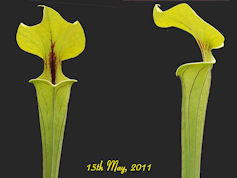 S. flava var. ornata - Gulf Co