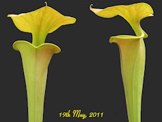 S. flava var. cuprea - var. ma
