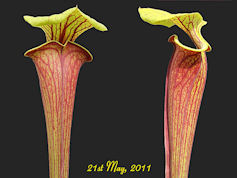S. flava var. ornata - Apalach