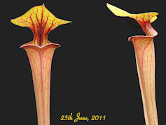 S. flava var. rubricorpora