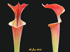 S. flava var. atropurpurea - B