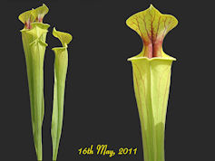 S. flava var. ornata - Miramar