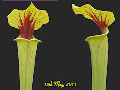 S. flava var. ornata - Plant h