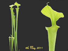 S. flava var. maxima - Tall