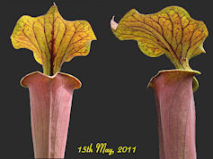 S. flava var. rubricorpora - S