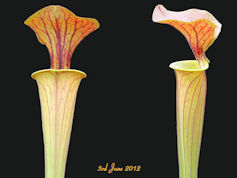 S. flava var rugelii - Giant f