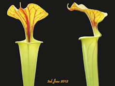 S. flava var. cuprea - Copper 