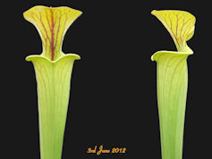 S. flava var rubricorpora - re