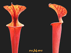 S. flava var. rubricorpora - G