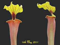 S. flava var. rubricorpora - B