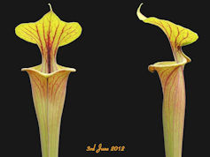 S. flava var. rubricorpora 'Cl