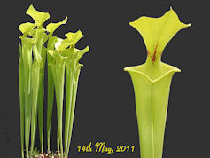 S. flava var. rugelii - Crest 