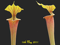S. flava var. atropurpurea - B