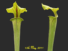 S. flava var. ornata - Wewahat