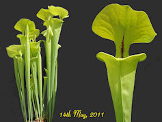 S. flava var. rugelii - Bulloc