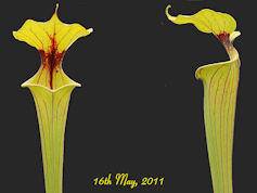 S. flava var. flava - New Bern