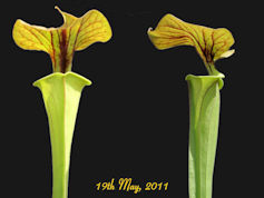 S. flava var. cuprea - Botaniq