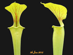 S. flava var. flava - Dahlia B
