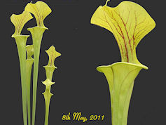 S. flava var. flava - Dinwiddi