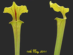 S. flava var. ornata - Very he