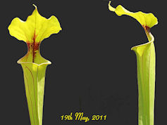 S. flava var. ornata - Heavy v