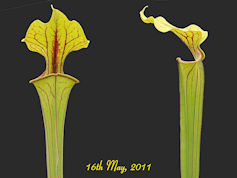 S. flava var. ornata - Red for