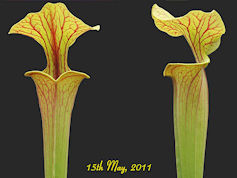 S. flava var. ornata - Heavily