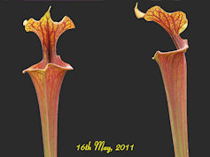 S. flava var. rubricorpora - P