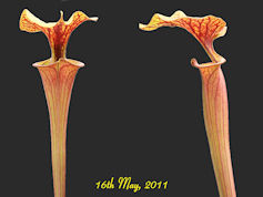 S. flava var. rubricorpora - H