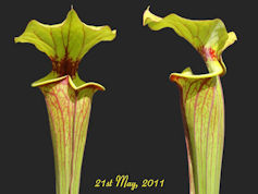 S. flava var. rubricorpora - H