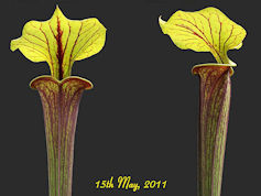 S. flava var. rubricorpora - P
