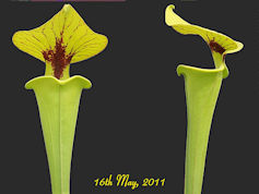S. flava var. rugelii - sparse