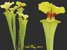 S. flava var. rugelii - Clone
