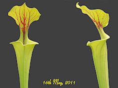 S. flava var. flava - small be