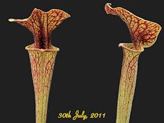 S. flava var. ornata - Super o